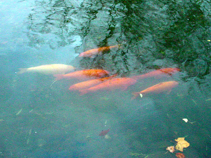 031126koi.jpg