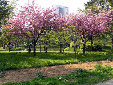 110526shoubuikeminami.jpg