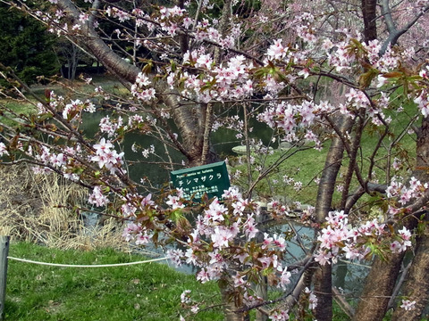 150428tisimazakura.jpg