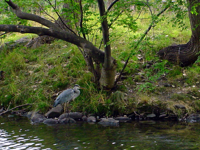 070904nakajima.jpg