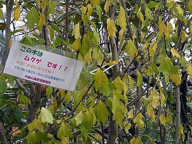 091102mukuge5.jpg