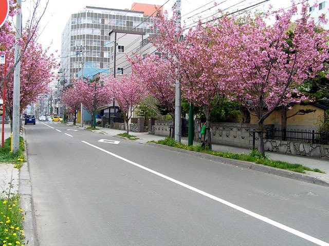 100521yaezakura3.jpg