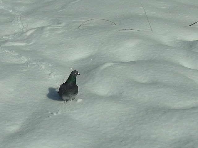 120310hato.jpg