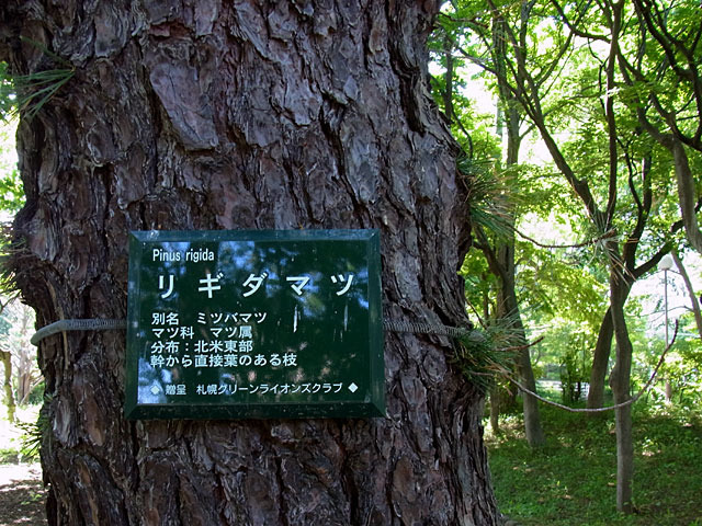 120612rigitamatu1.jpg