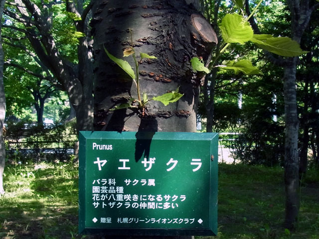120612yaezakura1.jpg
