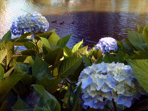 120720ajisai.jpg