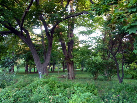 120905hayasi.jpg