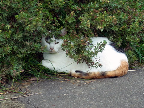 120912cat.jpg