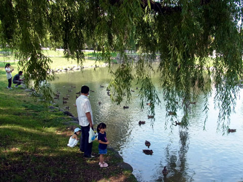 120915kamo.jpg