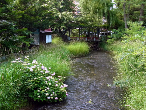 12708ajisai2.jpg
