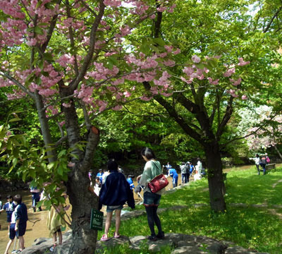 130602sakura2.jpg