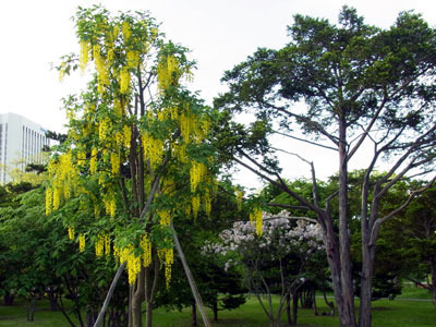 130608kingusari.jpg