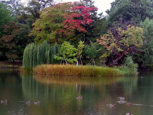 131001kouyou.jpg