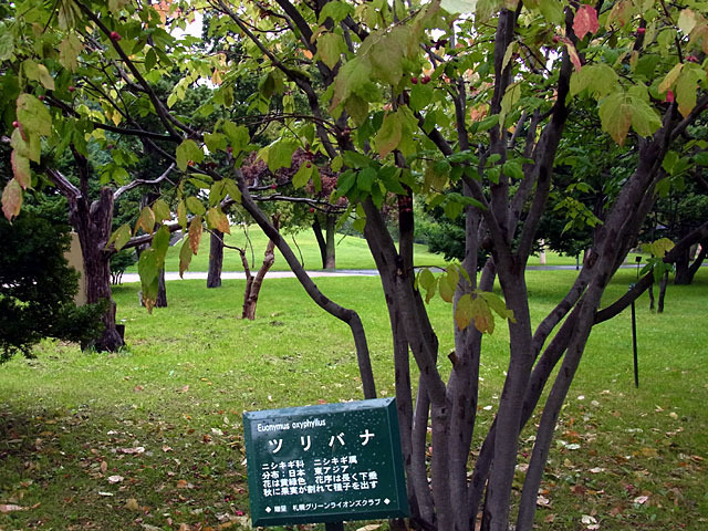 131001turibana.jpg