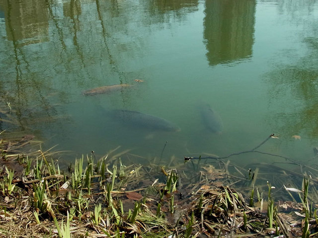 140419koi.jpg