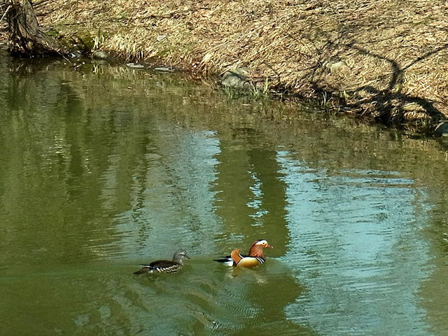 140419osidori.jpg