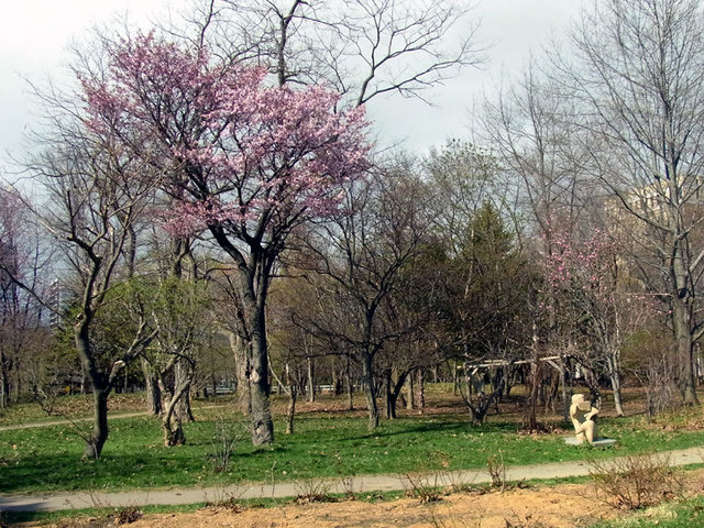 140428sakuranekohamo.jpg
