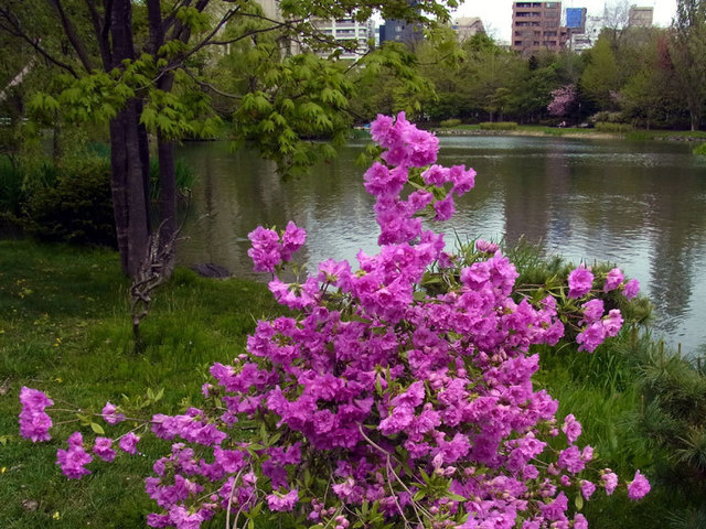 140518tutuji.jpg