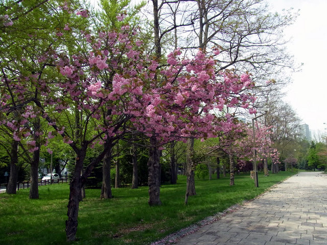 140518yaezakura.jpg