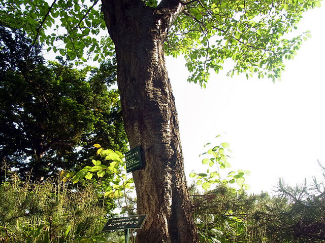 1405285ezoyamazakura.jpg