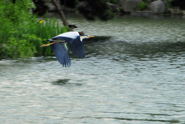 140601aosagifly.jpg