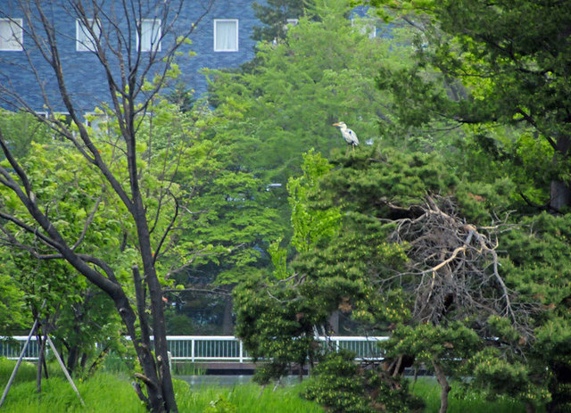 140601aosagiontree.jpg