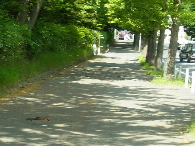 140629risu2.jpg