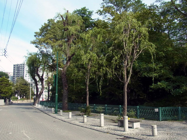 141005yanagi.jpg