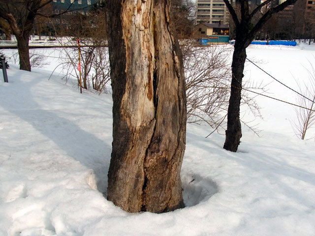 150226neake.jpg