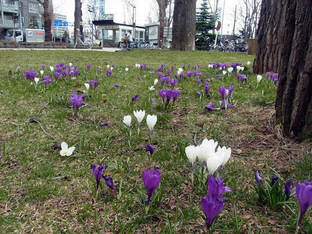 150409kurokkasuh.jpg