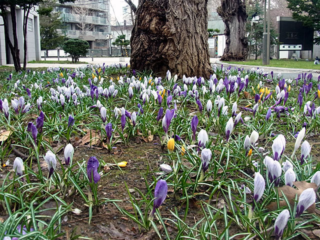 150416kurokkasu.jpg