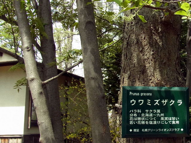 150501uwamizuzakura.jpg