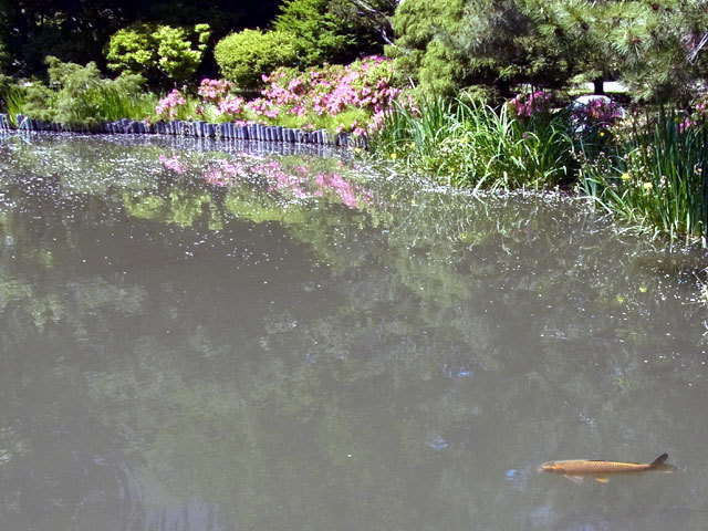 150620koi.jpg