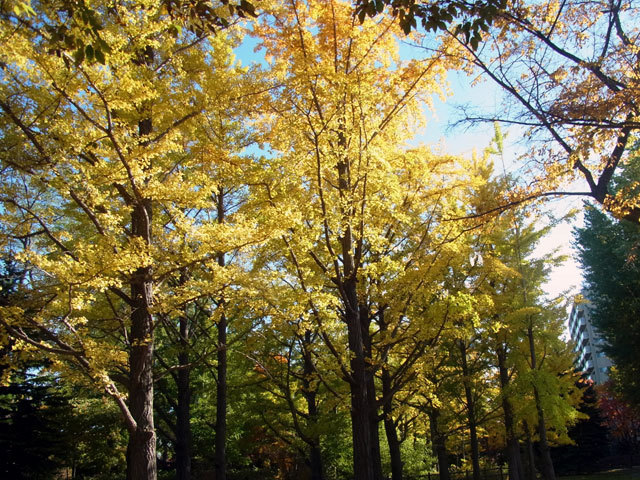 151022icho.jpg