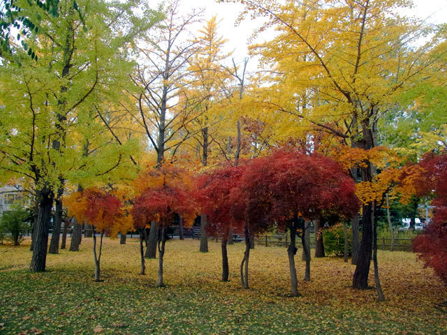151101icho12.jpg