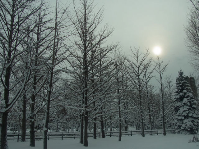 151226icho.jpg