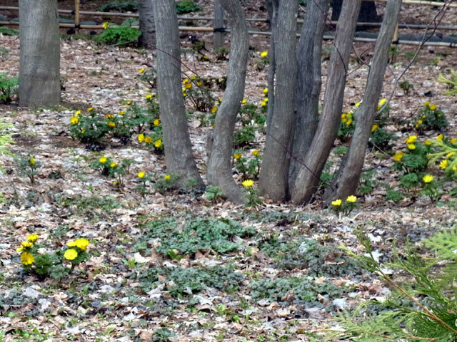 160414fukujusou.jpg