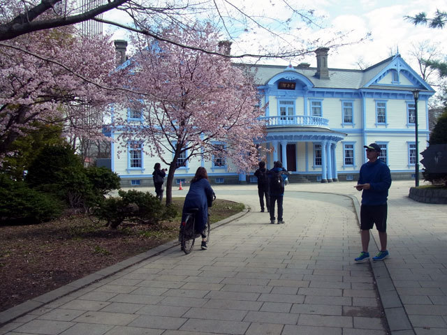 160501sakura1.jpg