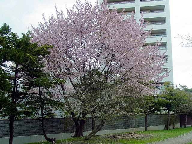 160505sakura1.jpg