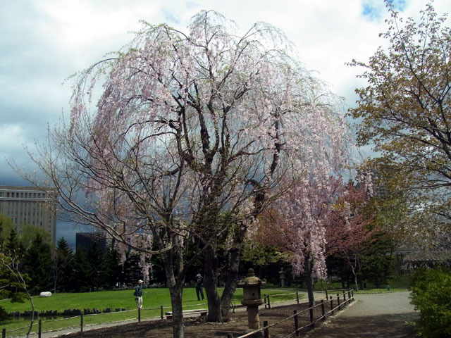 160505sidarezakura3.jpg