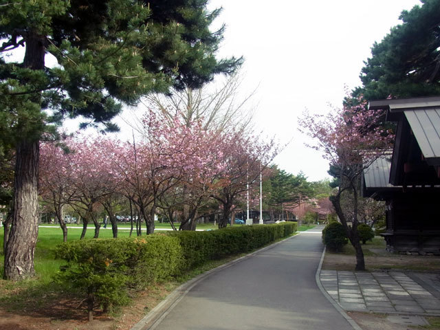 160510yaezakura1.jpg