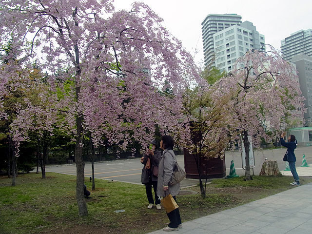 160510yaezakura7.jpg