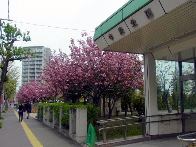160510yaezakura9.jpg