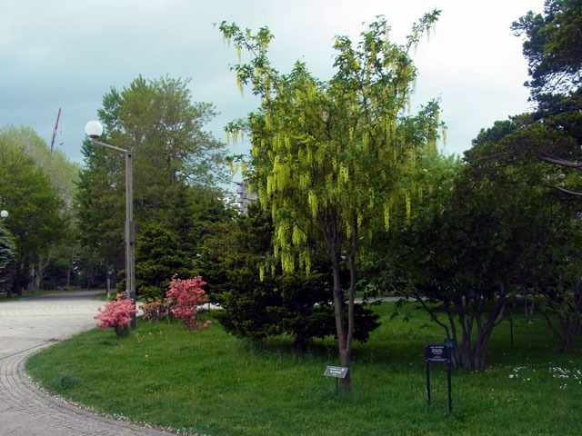 160525kingusari.jpg