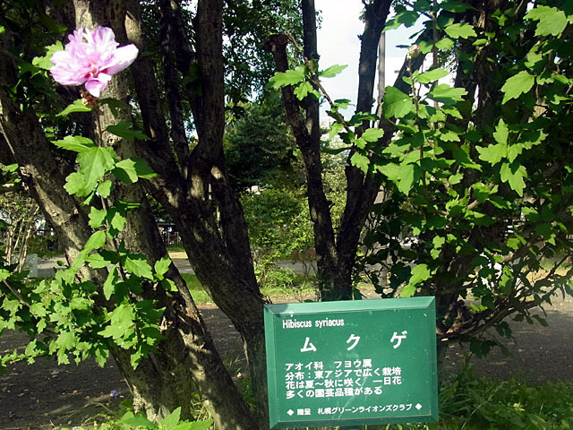 160904mukuge.jpg