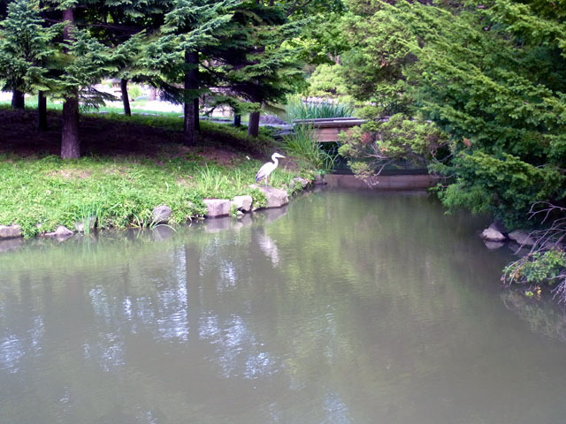 16094aosagi2.jpg