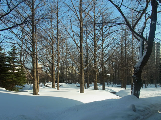 170224ichobayasi.jpg