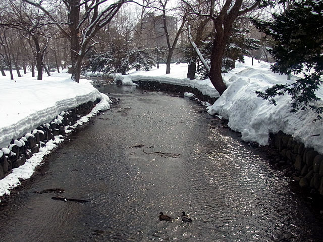 170308kamokamogawa.jpg