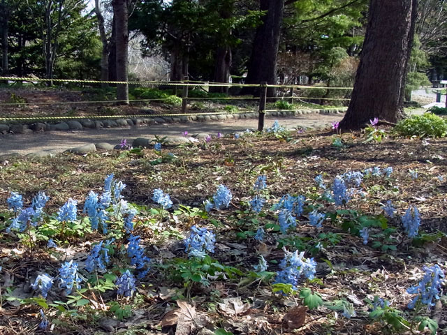 170424ezoengosaku.jpg