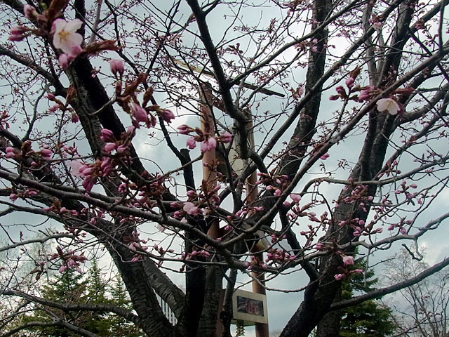 170428tokei.jpg